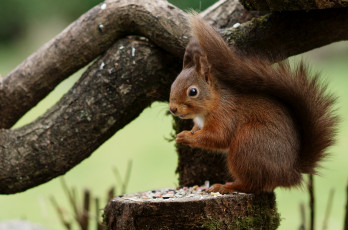 Картинка животные белки зверек рыжий хвост