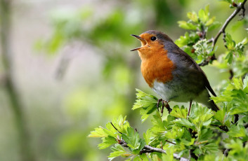Картинка животные зарянки малиновки птичка ветки пение