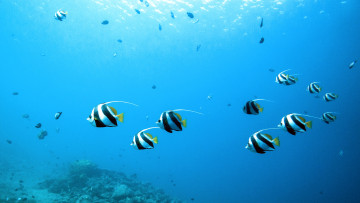 Картинка животные рыбы косяк вода