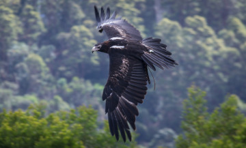 Картинка животные птицы хищники клинохвостый орёл полёт крылья