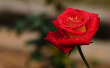 Картинка цветы розы роза