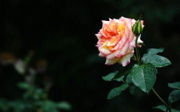 Картинка цветы розы роза