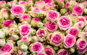 Картинка цветы розы пестрый много
