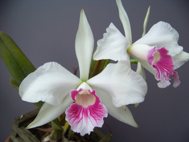 Обои картинки фото цветы, орхидеи