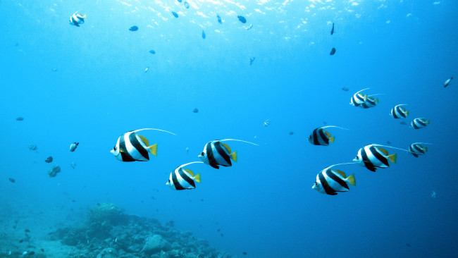 Обои картинки фото животные, рыбы, косяк, вода