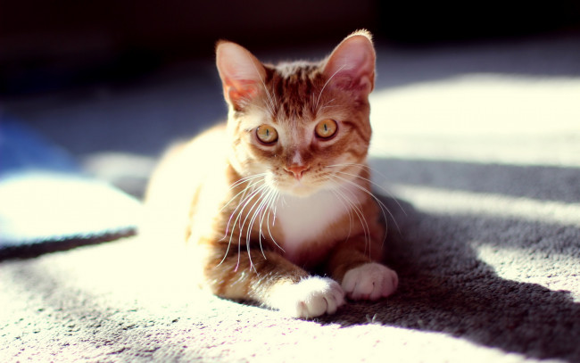 Обои картинки фото животные, коты, котёнок