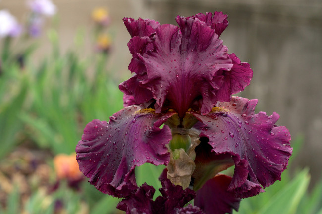 Обои картинки фото цветы, ирисы, лиловый