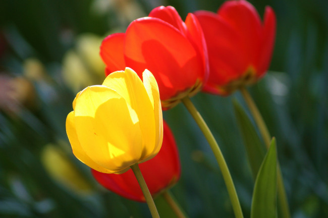 Обои картинки фото цветы, тюльпаны, бутоны