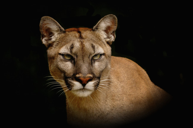 Обои картинки фото животные, пумы, кугуар, кошка