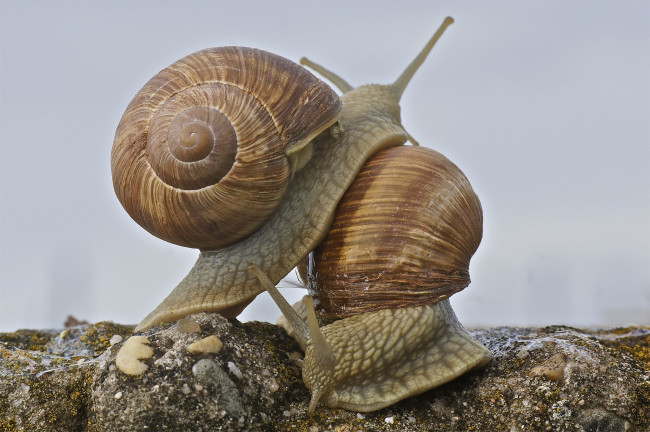 Обои картинки фото животные, улитки, макро, любовь