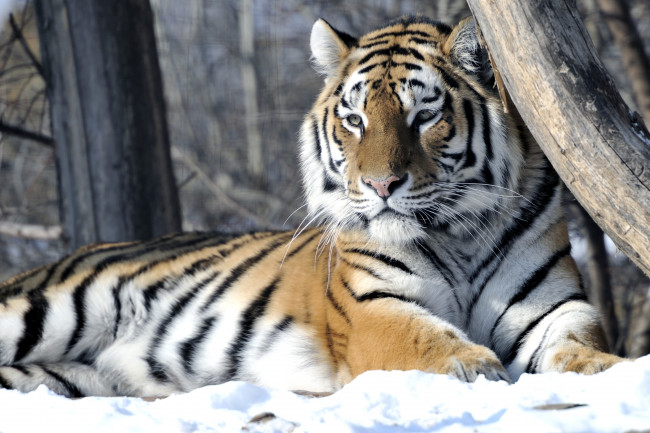 Обои картинки фото животные, тигры, хищник, отдых