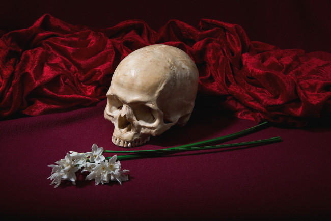Обои картинки фото разное, кости, рентген, череп, нарциссы