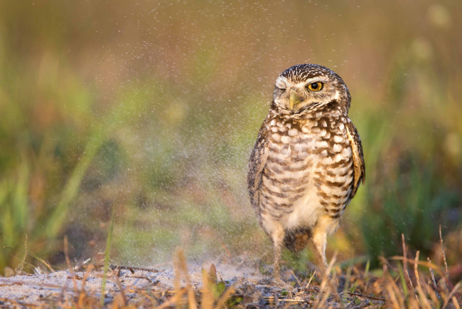 Обои картинки фото животные, совы, кроличий, сыч, пыль