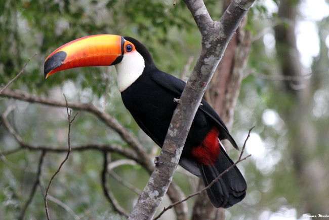 Обои картинки фото животные, туканы, клюв