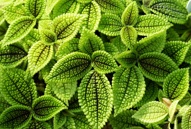 Обои картинки фото природа, листья, зеленый