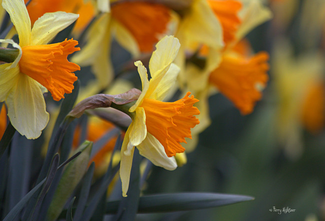 Обои картинки фото цветы, нарциссы, весна