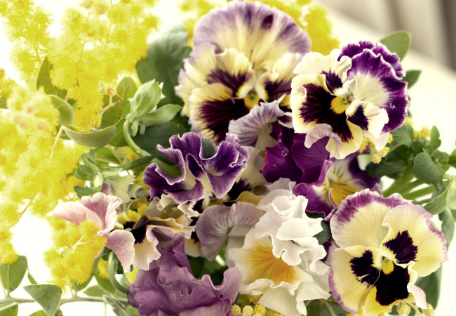 Обои картинки фото цветы, разные, вместе, виола, мимоза