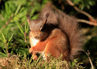 Картинка животные белки рыжик