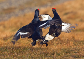 Картинка животные глухари +тетерева +фазаны бой