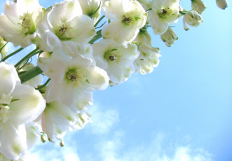 Картинка цветы дельфиниум небо белый