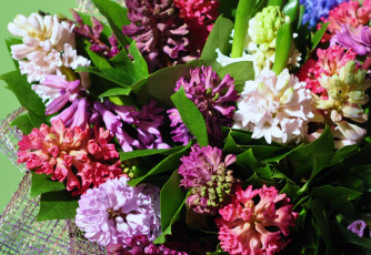 Картинка цветы гиацинты разноцветный