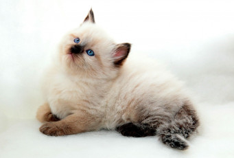 Картинка животные коты котейка