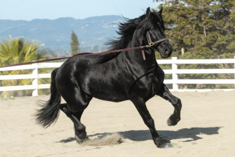 Картинка животные лошади красавец