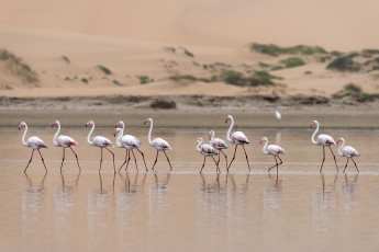 Картинка животные фламинго стая