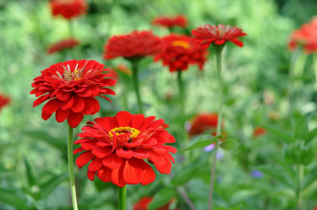 Картинка цветы цинния красный