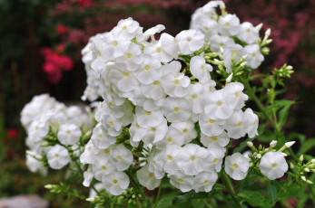 Картинка цветы флоксы белый