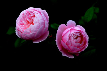 Картинка цветы розы розовый