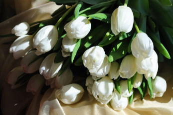 Картинка цветы тюльпаны белый