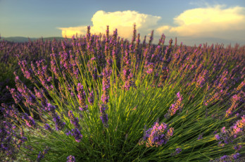 Картинка цветы лаванда лиловый