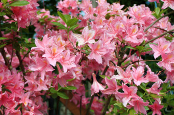 Картинка цветы рододендроны+ азалии розовый