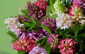 обоя цветы, гиацинты, разноцветный