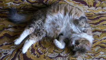 Картинка животные коты кисуля киса кошка