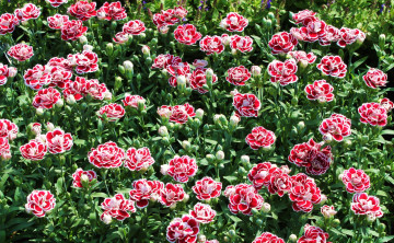 Картинка цветы гвоздики пестрый