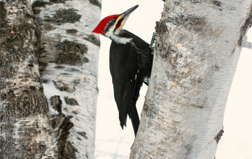 Картинка животные дятлы шапочка