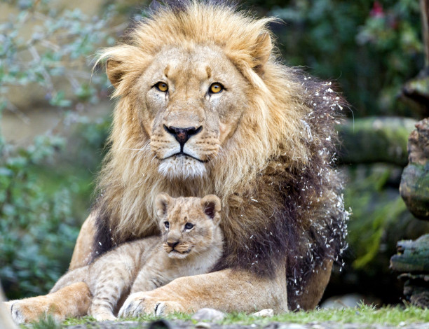 Обои картинки фото животные, львы, сын, отец