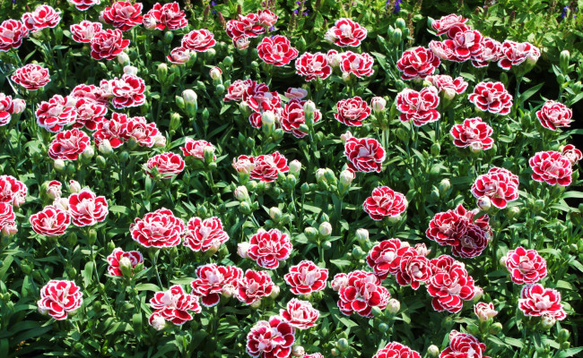 Обои картинки фото цветы, гвоздики, пестрый