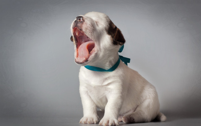 Обои картинки фото животные, собаки, фон, щенок