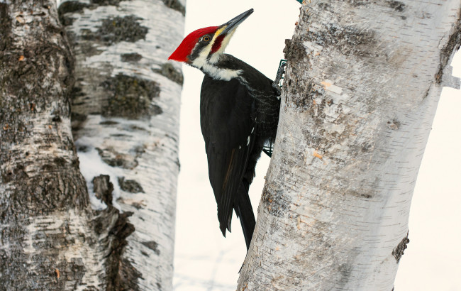 Обои картинки фото животные, дятлы, шапочка