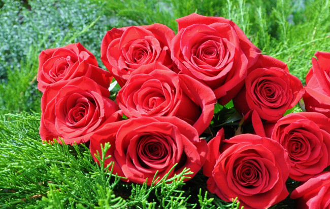 Обои картинки фото цветы, розы, красный