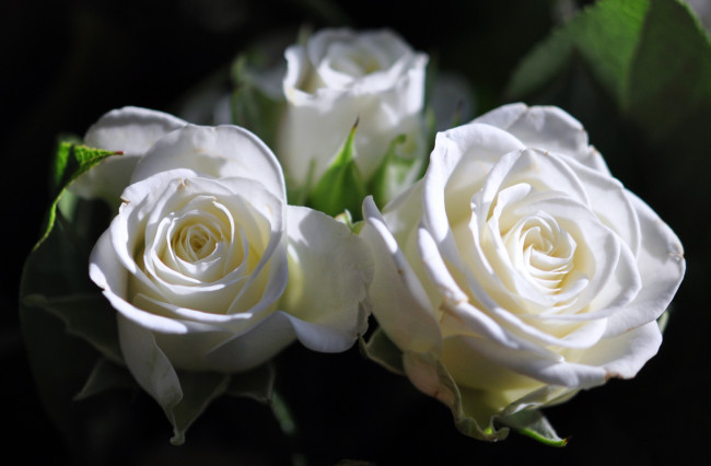 Обои картинки фото цветы, розы, белый
