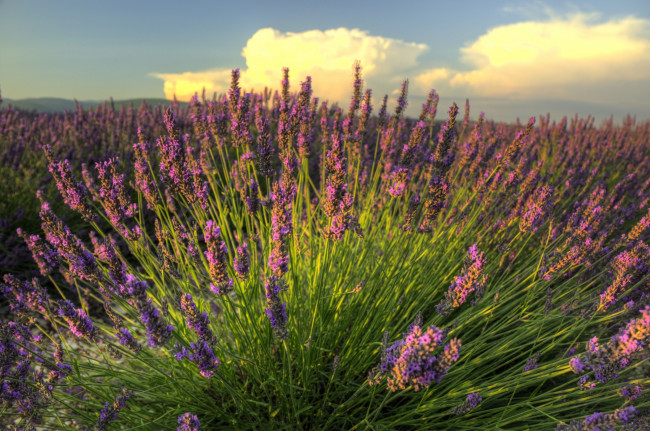 Обои картинки фото цветы, лаванда, лиловый