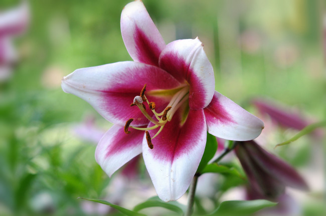 Обои картинки фото цветы, лилии,  лилейники, макро