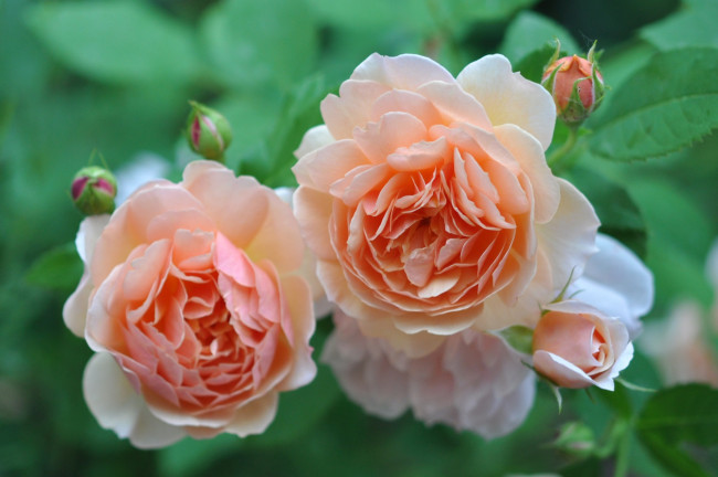 Обои картинки фото цветы, розы, кремовый