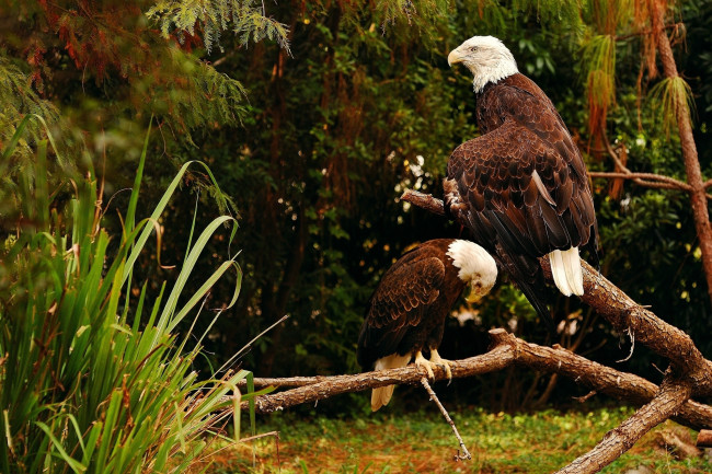 Обои картинки фото животные, птицы - хищники, пара
