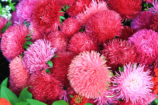 Обои картинки фото цветы, астры, розовый