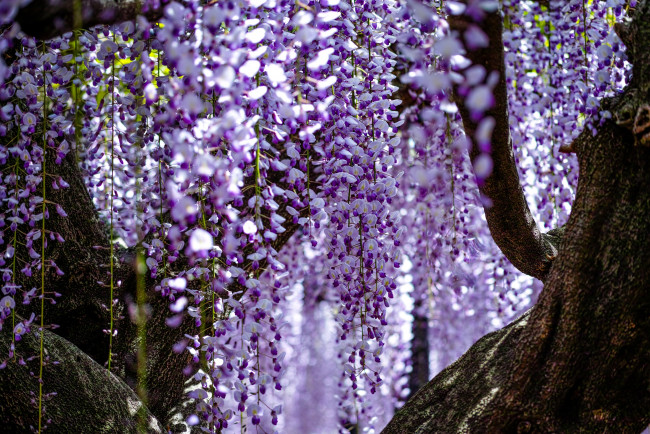 Обои картинки фото цветы, глициния, вистерия